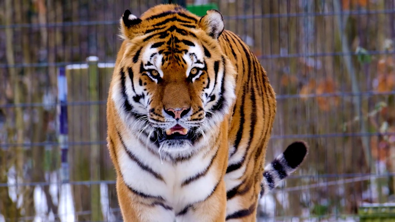 Harimau - 103363