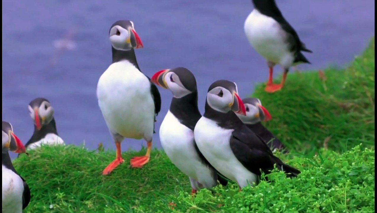 puffin birds the little monk from the arctic