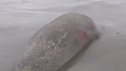 바다표범 떼죽음...러시아 해안 2,500마리 사체 밀려와 / YTN