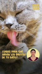 ¿Sabías esto sobre los bigotes de tu gato?