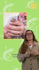 Este reptil saca la lengua cuando se siente amenazado