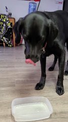 That One Time I Gave the Dogs Sparkling Water