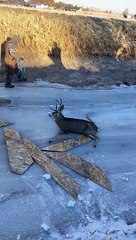 Guys Save Buck High Centered on Ice