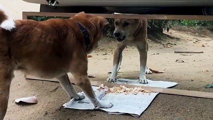 Funny_Mirror_Prank_on_Dog___Funny_Reactions(360p)