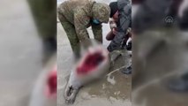 Hazar Denizi kıyısında 2 bin 500 fok ölü bulundu