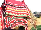 Camel parades gracefully during the procession at Jaipur Elephant Festival