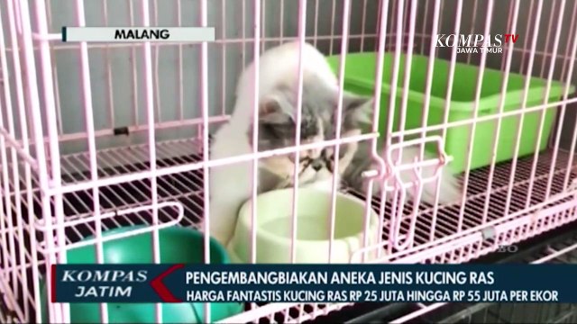 Hobi Pelihara Aneka Jenis Kucing Ras Bernilai Jual Fantastis