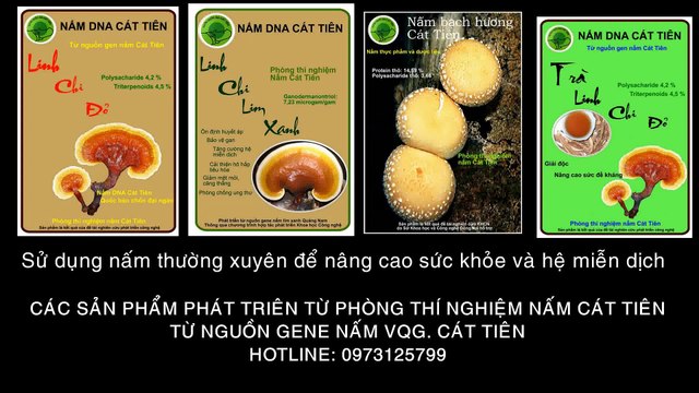 Nấm lưới trắng (nấm nữ hoàng, nấm tâm trúc) Dictyophora indusiata ở Vườn quốc gia Cát Tiên.