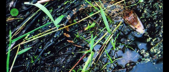 Vườn Quốc Gia Cát Tiên   Hành Trình 20 Năm Phục Hồi Cá Sấu Xiêm