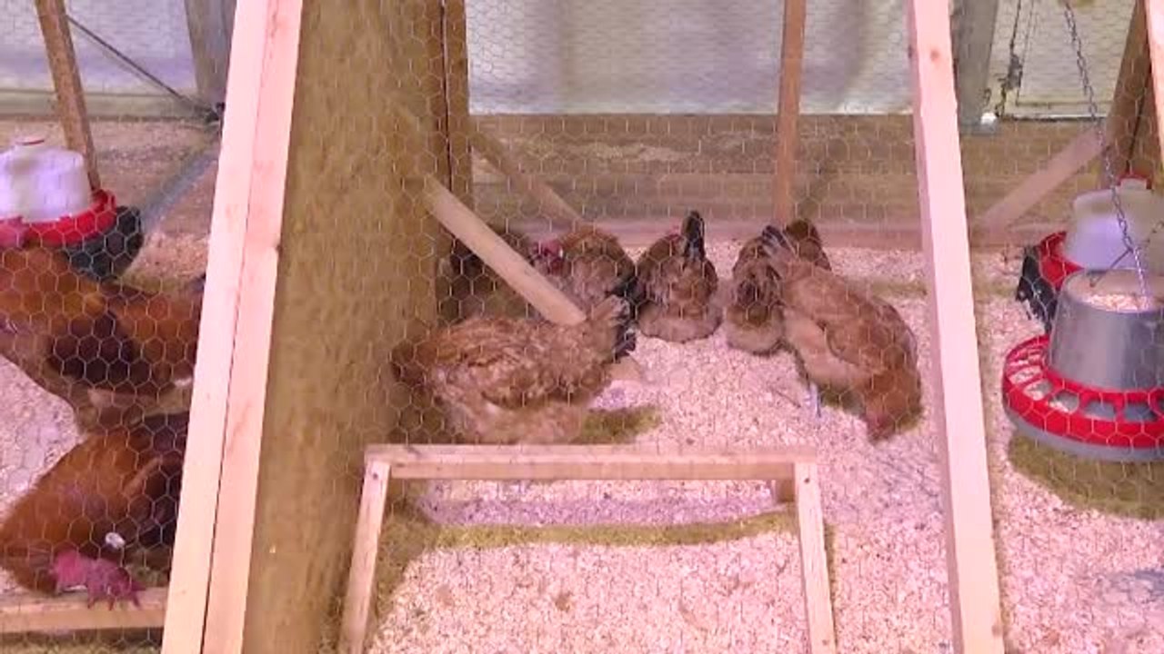 Colas en El Prat de Llobregat para conocer al pollo de pata azul