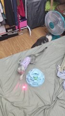 Haha Cute animals || cute and funny  baby cat  videos