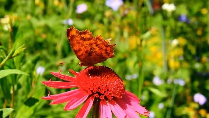 Clear Your Mind, 4 Minute Meditation, Calm & Relaxed-Soothing Music-2022