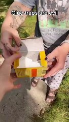 Mother and baby left to starve to death on a glue trap, while the homeowners went on vacation…