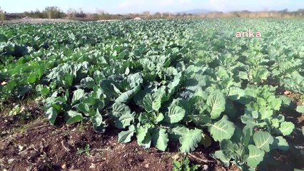 Ceyhan Nehri kan kırmızı oldu! Kanalizasyon ve mezbaha atıkları iddiası