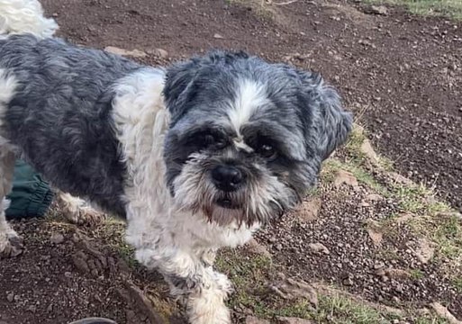 Edinburgh Headlines 5 December: Edinburgh dog dies in owner's arm after being struck by private hire taxi in Buckstone