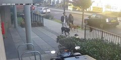 Police release footage of owner whose dog attacked an 11-year-old girl