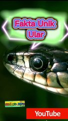 Fakta Unik Ular #shorts #bloodpyton #viral