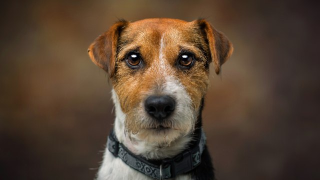 Heartbreak as a dog was found dying in a house littered with rubbish, faeces and drug sharps