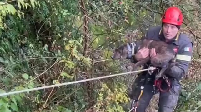 Castel del Rio (BO) - Cane precipita in un dirupo, salvato dai Vigili del Fuoco (05.12.22)