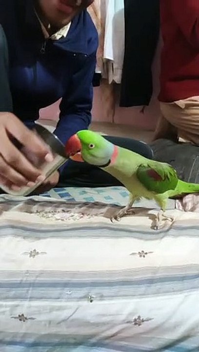 Parrot Talking Parrot Parrot Talking Indian Ringneck Indian Parrot Alexander Parrot 2571