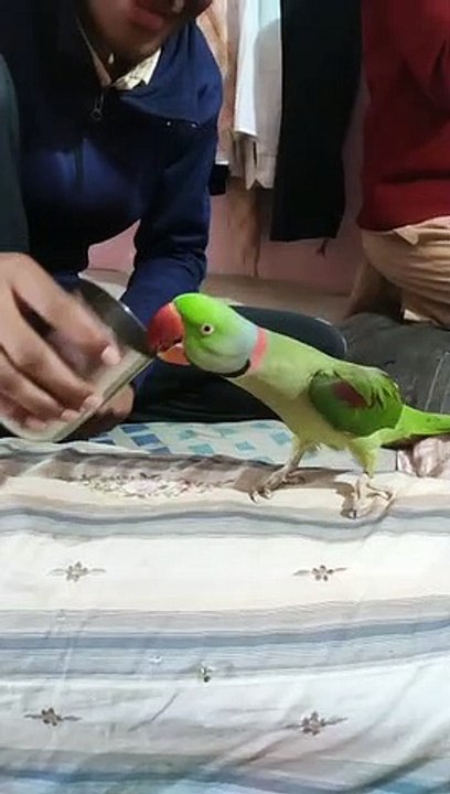 PARROT, TALKING PARROT, PARROT TALKING, INDIAN RINGNECK, INDIAN PARROT, ALEXANDER PARROT, TALKING PARROT VIDEOS, PABLO, PABLO PARROT