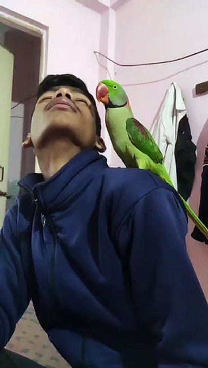 parrot, talking parrot, indian ringneck, parrot talking, alexander parrot, Pablo, talking parrot videos, indian parrot, best talking parrot, pablo parrot, parrot talking in hindi, parrot talking video, parrot talking i love you, Talking Alexandrine parrot
