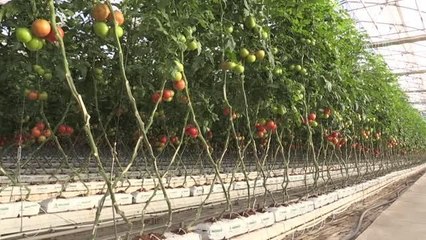 Jeotermal enerjiyle ısıtılan serada yılın 12 ayı domates üretiliyor