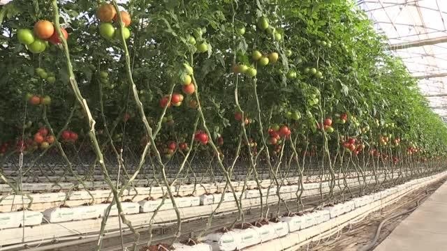 Jeotermal enerjiyle ısıtılan serada yılın 12 ayı domates üretiliyor