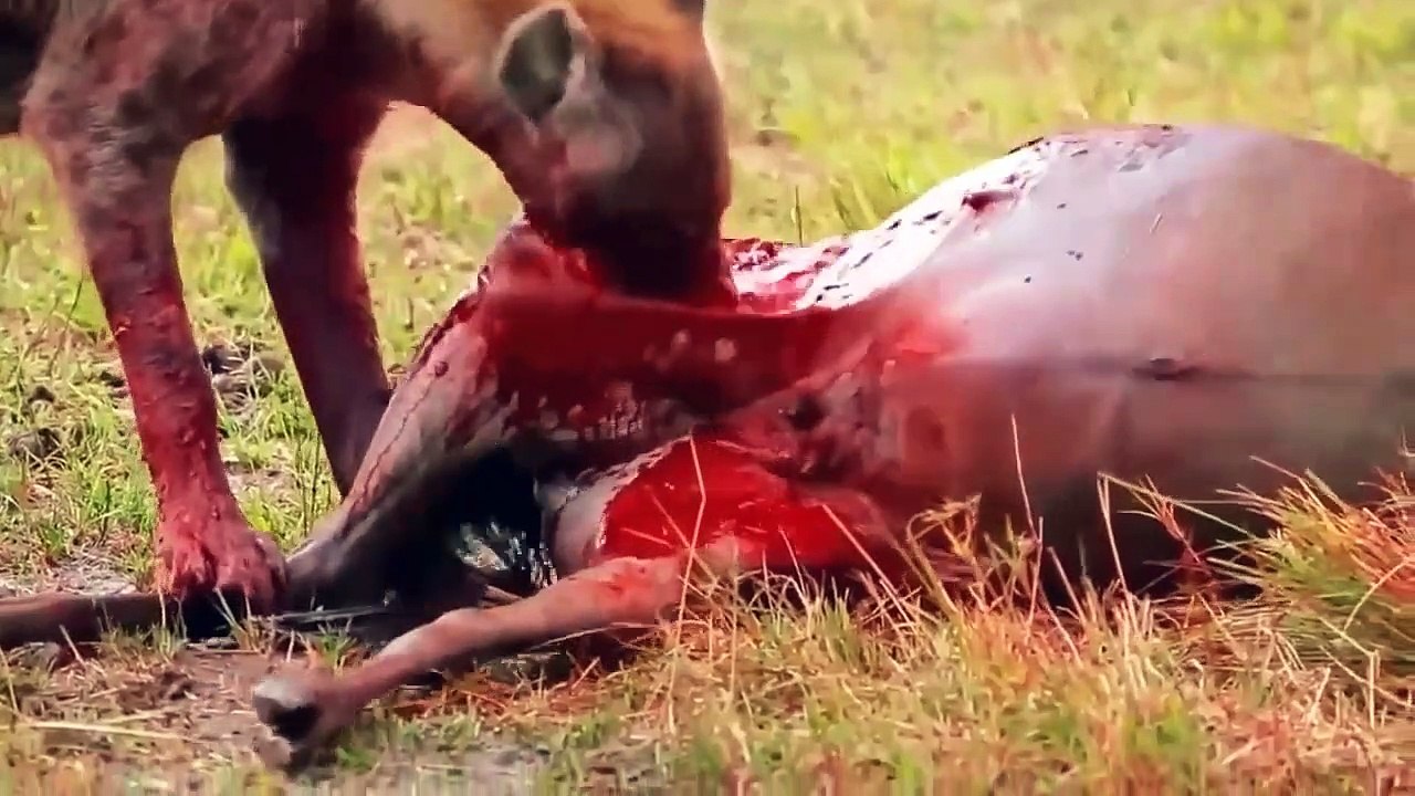the ferocity of wild animals in killing prey
