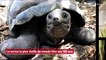 La tortue la plus vieille du monde fête ses 190 ans !