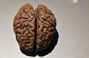 Teenage brains aged faster during pandemic, study suggests