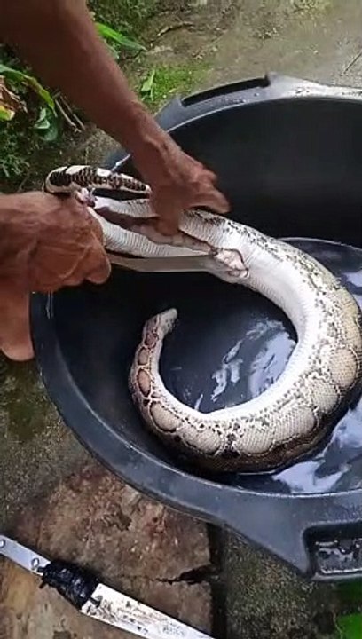 open the belly of the snake