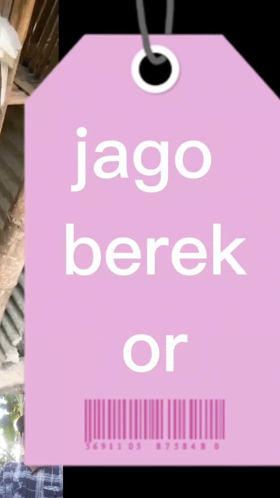 Jago berekor panjang