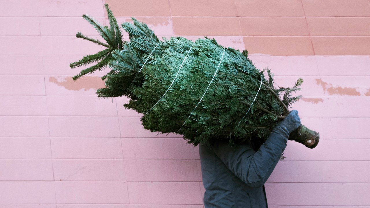Weihnachtsbaum kaufen: Tipps für den den perfekten Baum