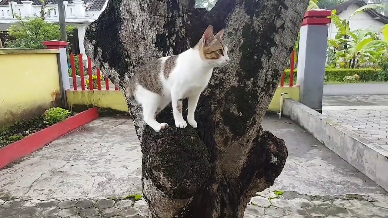 funny cat videos 2022 ⁉️ background music no copyright 12