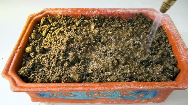 Unique Skill Propagation Guava Tree Growing Fast Unique Skill