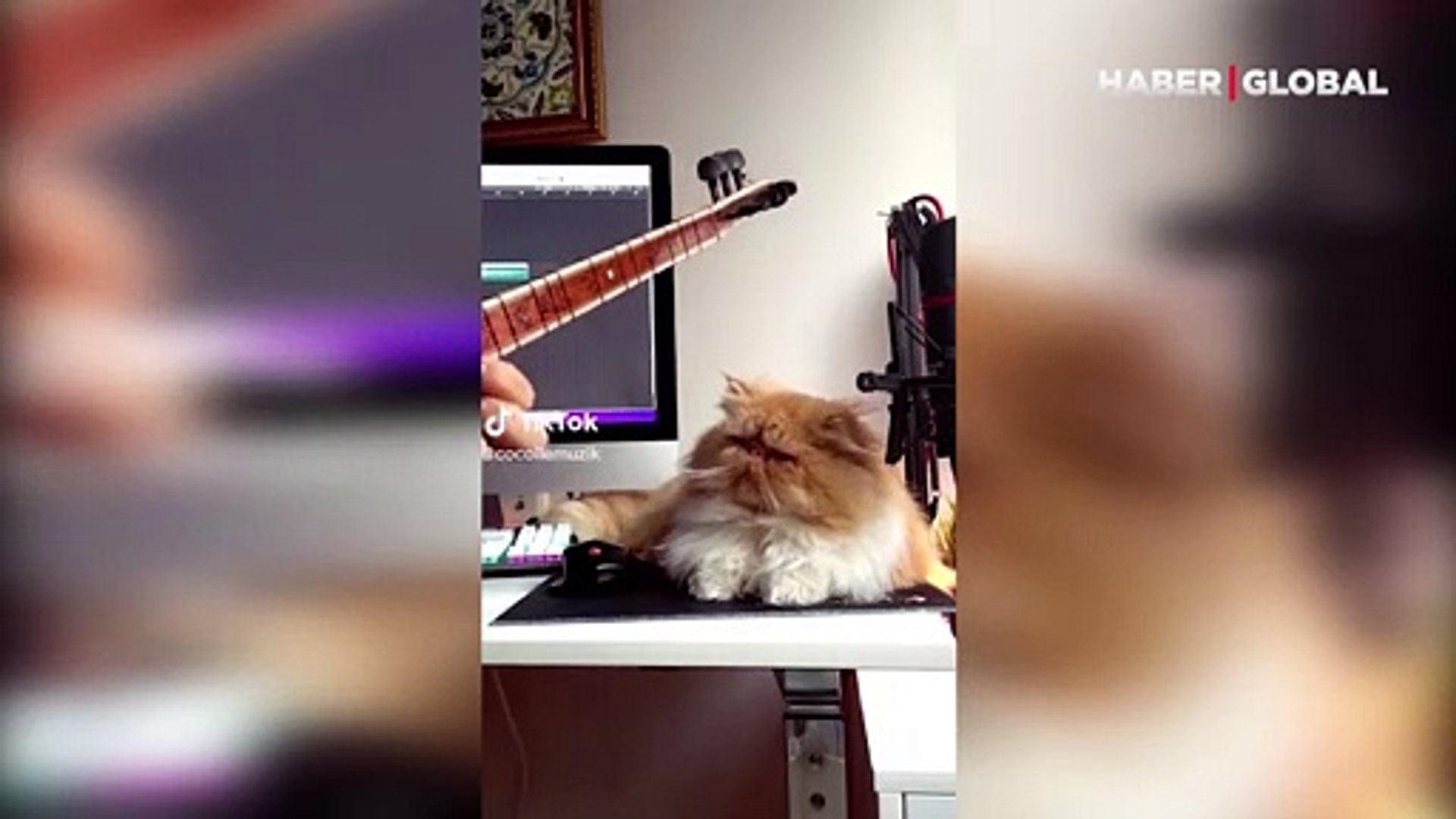 Bağlamanın sesini duyan kedinin girdiği haller sosyal medyada izleyenleri  güldürdü - Dailymotion Video