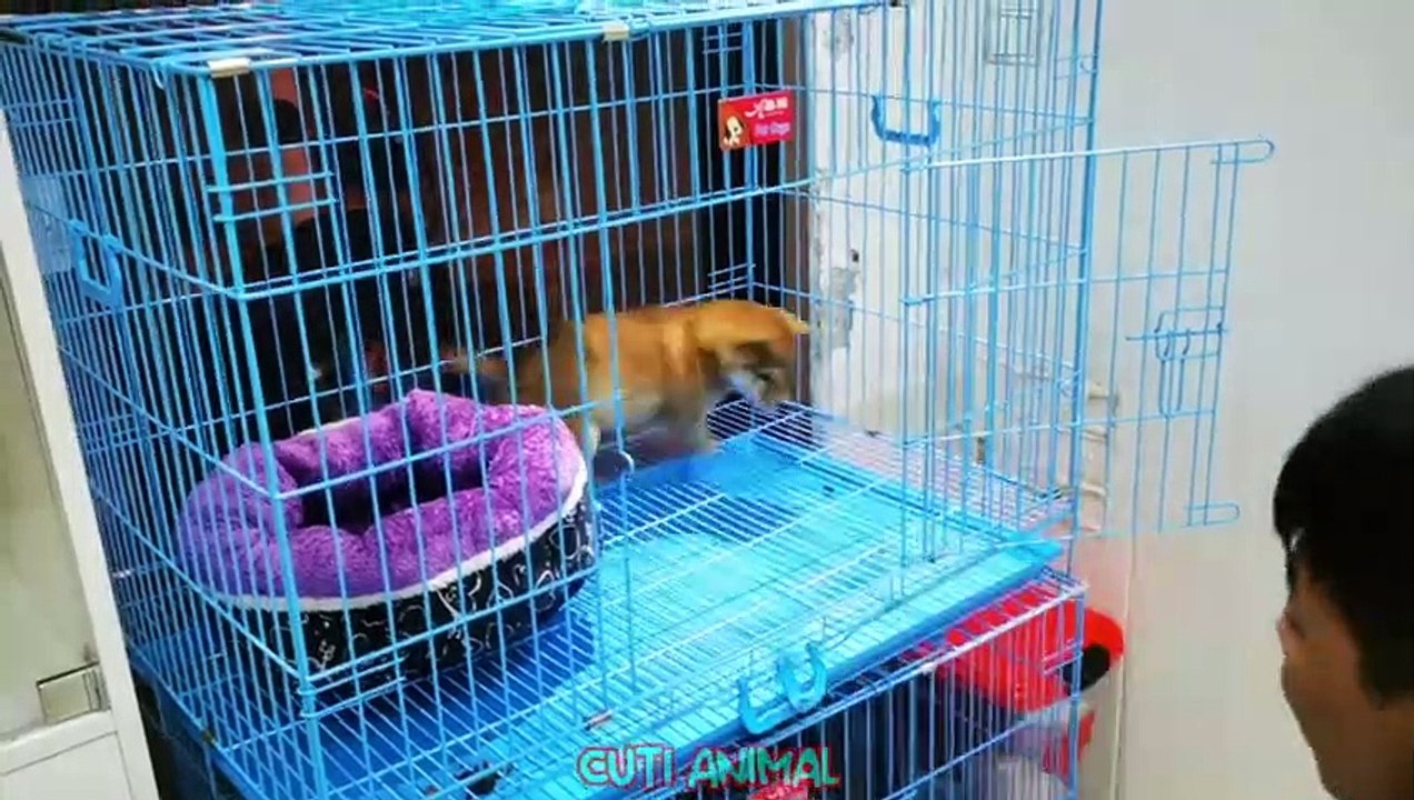 Funny Dog And Cat  Funniest Animals #funnymoments #funnyshorts #movie #funnyvideo