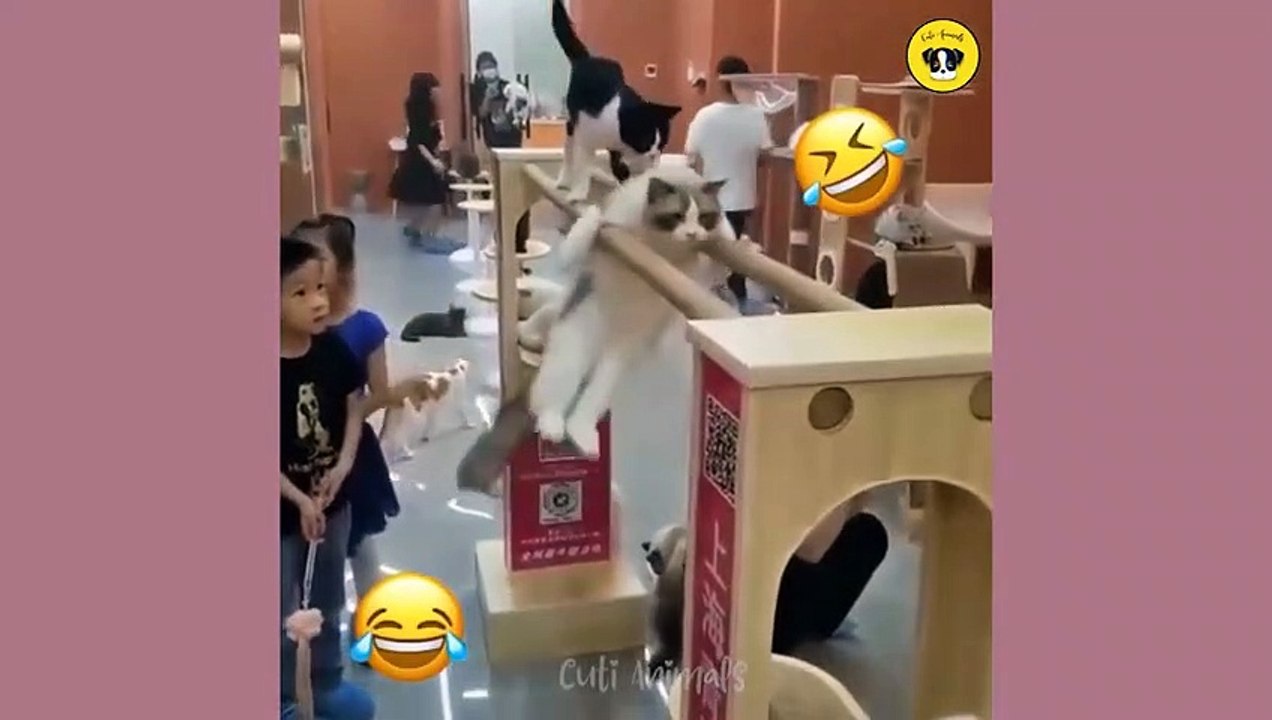 Funny Dog And Cat  Funniest Animals #funnymoments #funnyshorts #movie #funnyvideo