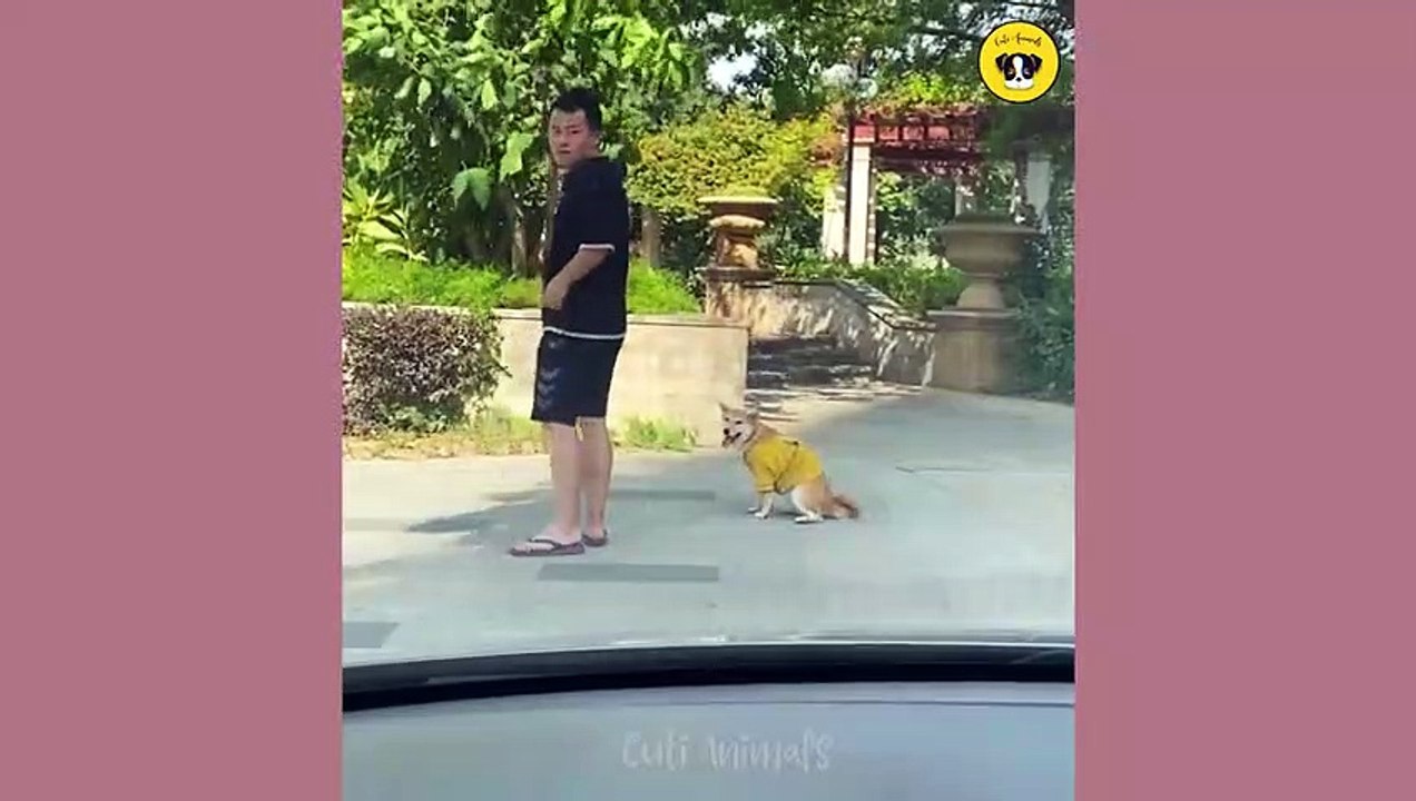 Funny Dog And Cat  Funniest Animals #funnymoments #funnyshorts #movie #funnyvideo