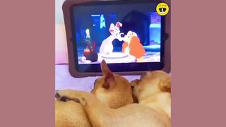 Funny Dog And Cat  Funniest Animals #funnymoments #funnyshorts #movie #funnyvideo
