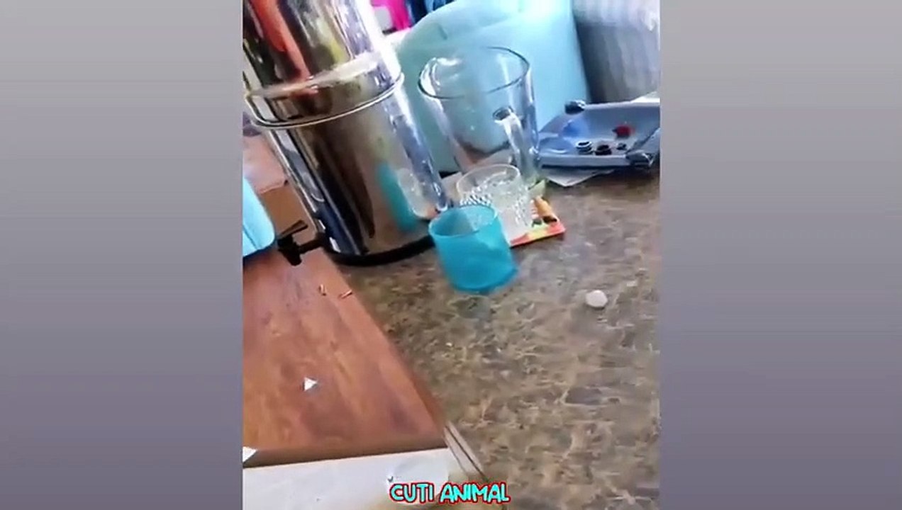 Funny Dog And Cat  Funniest Animals #funnymoments #funnyshorts #funnyvideo #funny