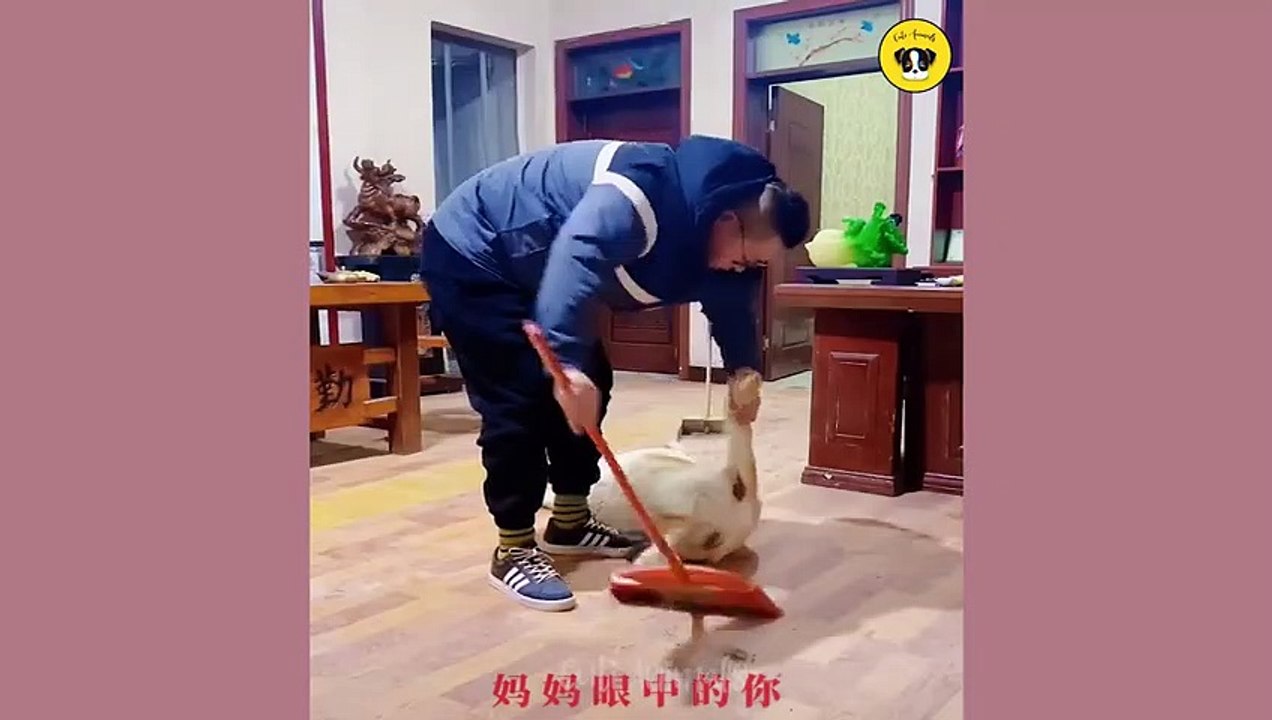 Funny Dog And Cat  Funniest Animals #funnymoments #funnyshorts #movie #funnyvideo