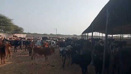 पकड़ने की बजाय पशुओं को खुले में बेसहारा छोड़ रहा नगर निगम