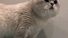 Loretta British Cat