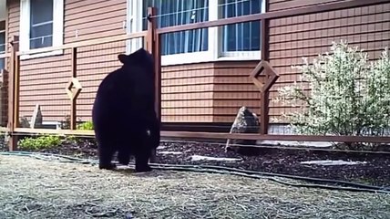 Animals Getting Shocked