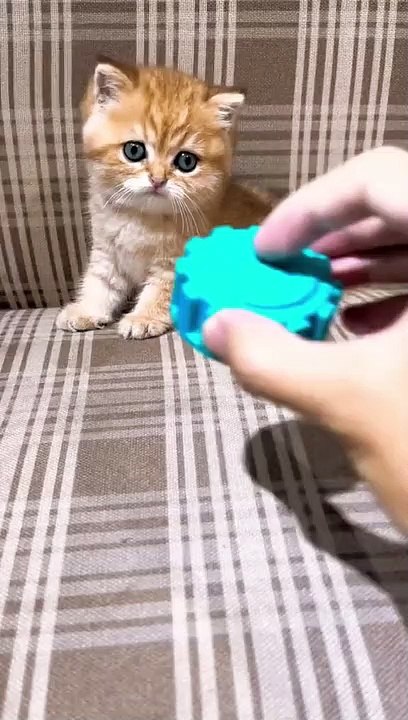 Pet Supplies