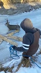 Guys Save Buck High Centered on Ice