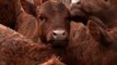 Red Heifer update - Interview with Byron Stinson
