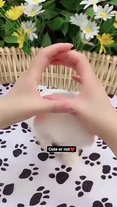 Cute dog